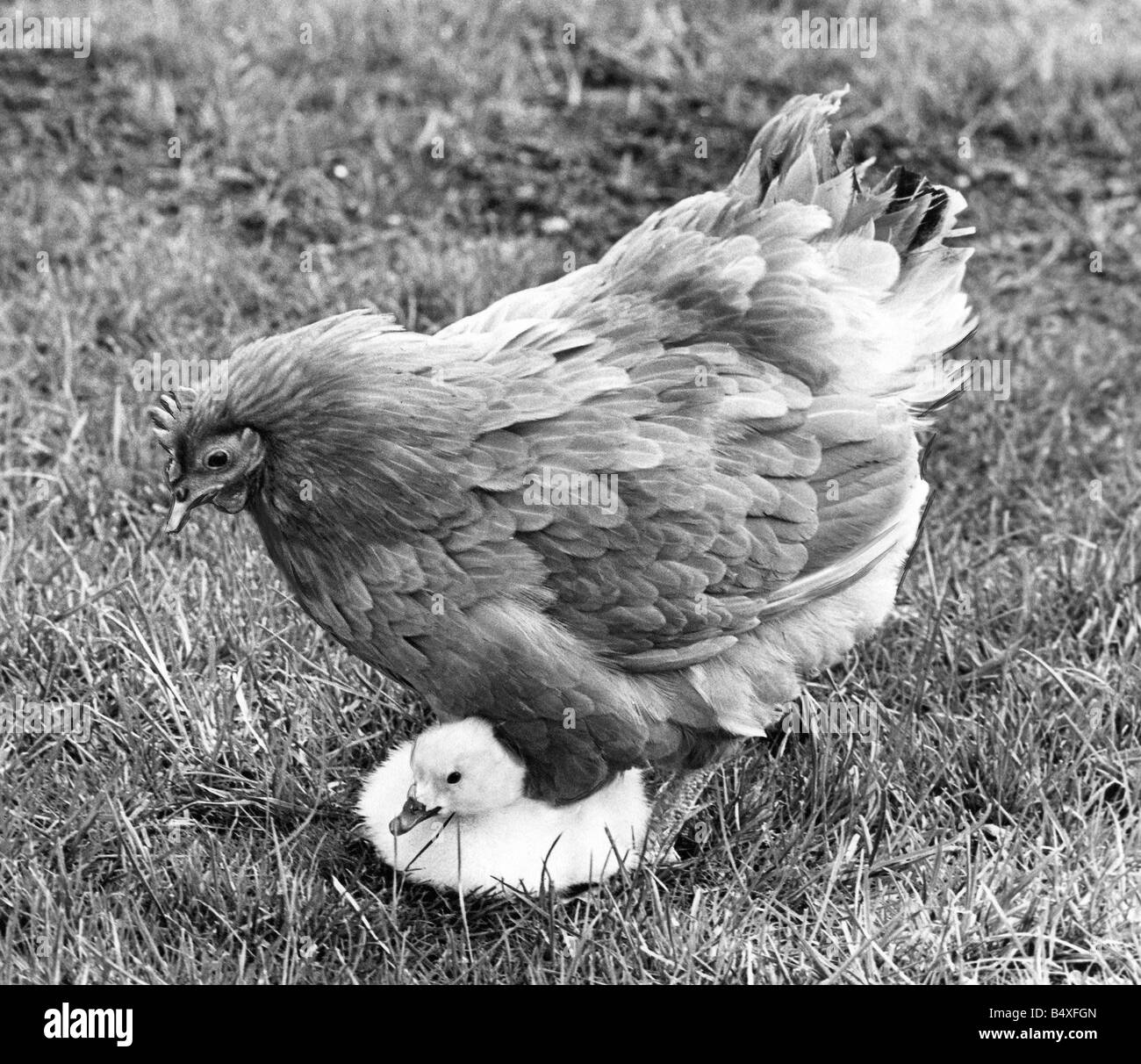 Cette yourg cygnet est pris en charge par une poule couveuse au Washington Wildlife Park Banque D'Images