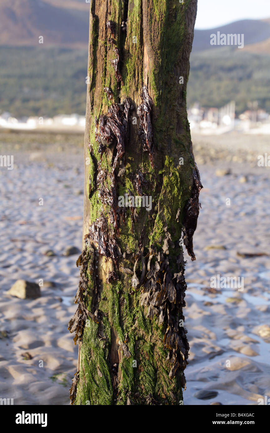 Incrustés d'algues sur la plage de poste à la Newcastle County Down, Irlande Banque D'Images