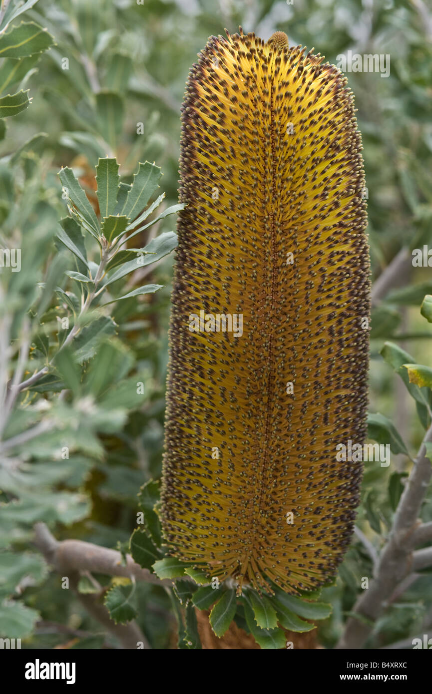 Banksia epica fleur en bouton close-up plante cultivée à la ferme de Banksia Mt Barker Septembre l'Australie Occidentale Banque D'Images