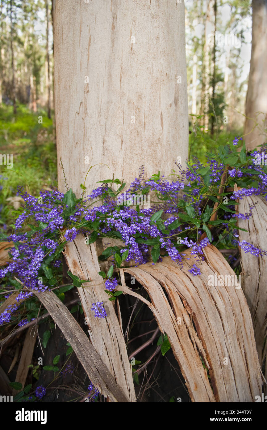 Wisteria Hardenbergia comptoniana indigènes de fleurs d'Eucalyptus diversicolor Karri Forest National Park Australie Occidentale Porongurup Banque D'Images