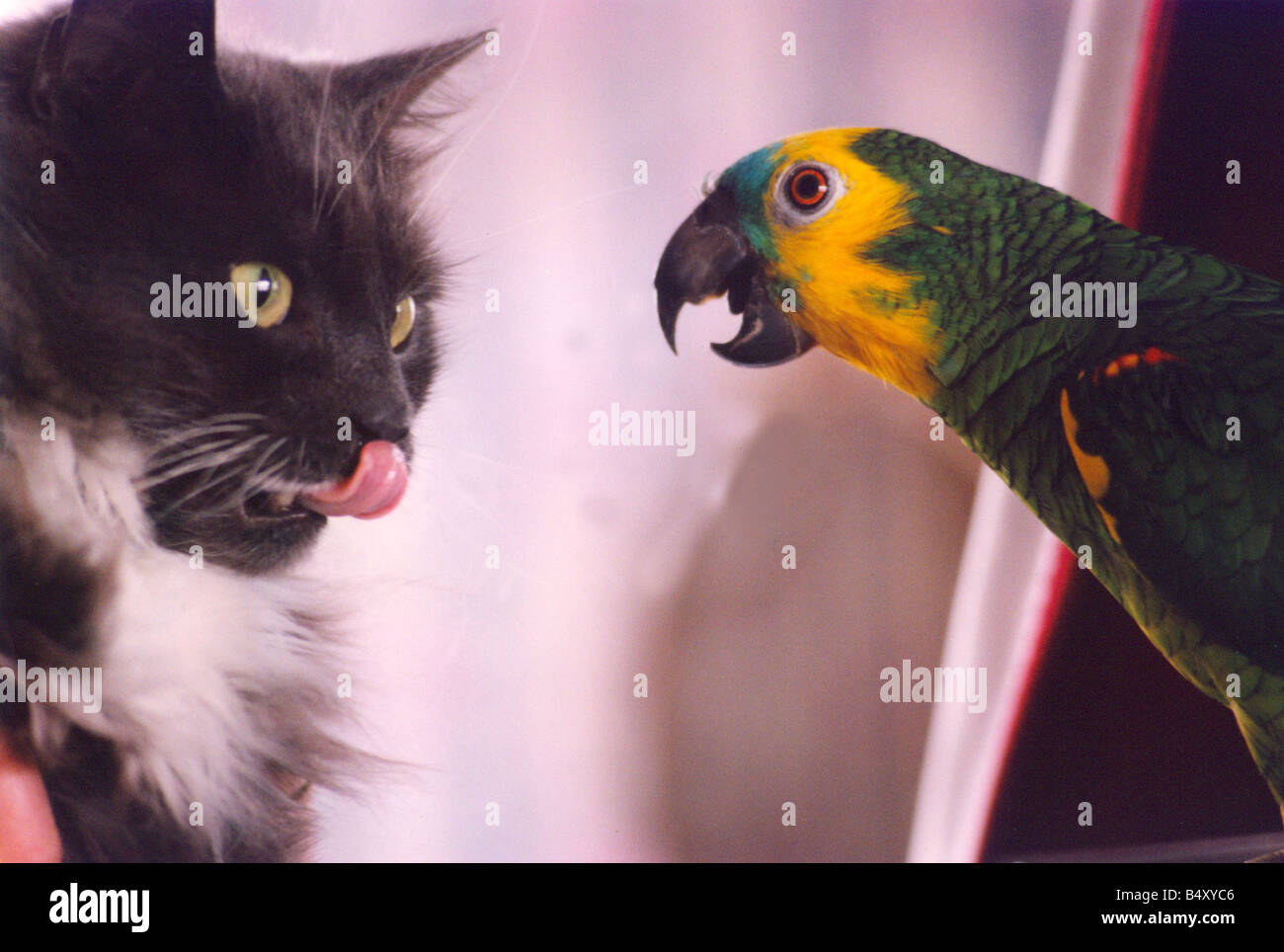 Cat Parrot Banque De Photographies Et D Images A Haute Resolution Alamy