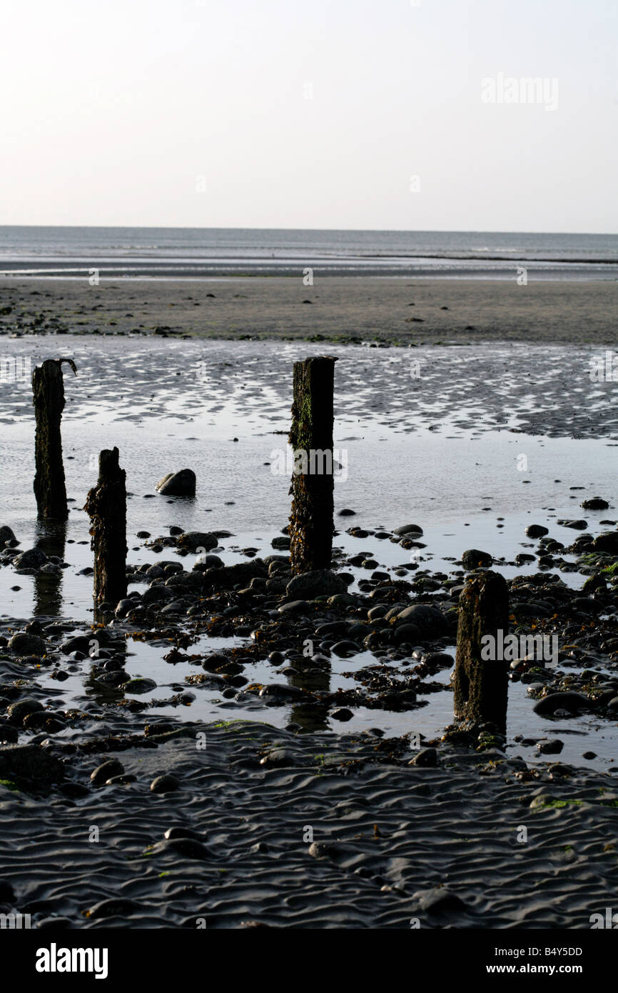 Incrustés d'algues sur la plage de poste à la Newcastle County Down, Irlande Banque D'Images