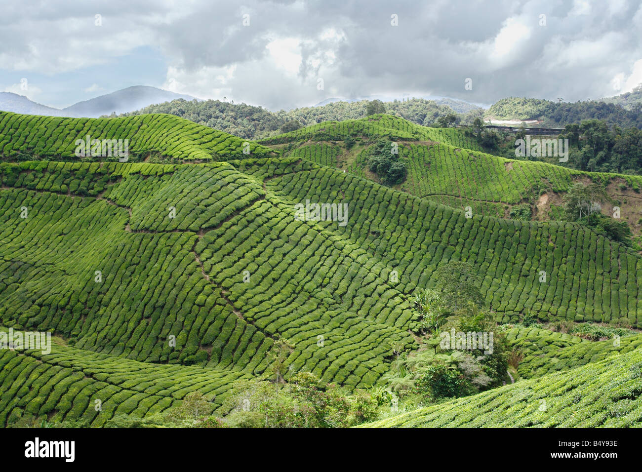 La plantation de thé sur le coteau de Cameron Highland en Malaisie. Banque D'Images