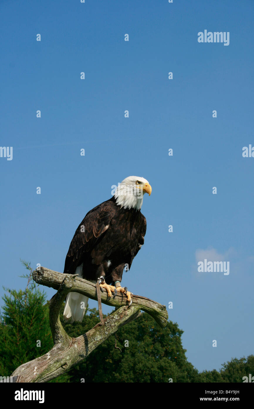L'aigle chauve américain avec sa tête blanche et au plumage noir frappant Raptor Center dans Groombridge Banque D'Images