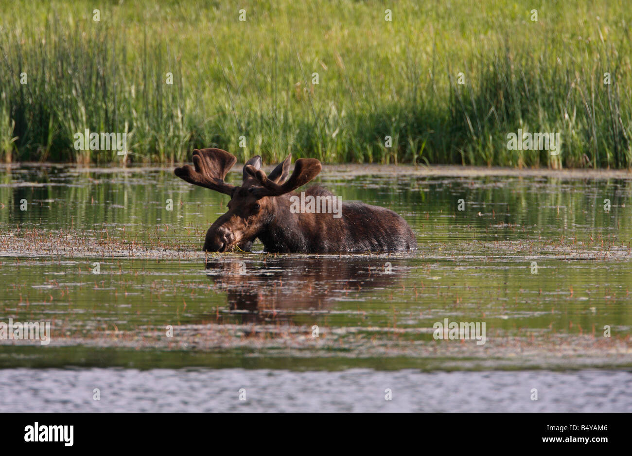 Bull moose Alces alces dans l'alimentation de l'île Flottante Lake Yellowstone Park en Juillet Banque D'Images Bull moose Alces alces dans l'alimentation de l'île Flottante Lake Yellowstone Park en Juillet Banque D'Images