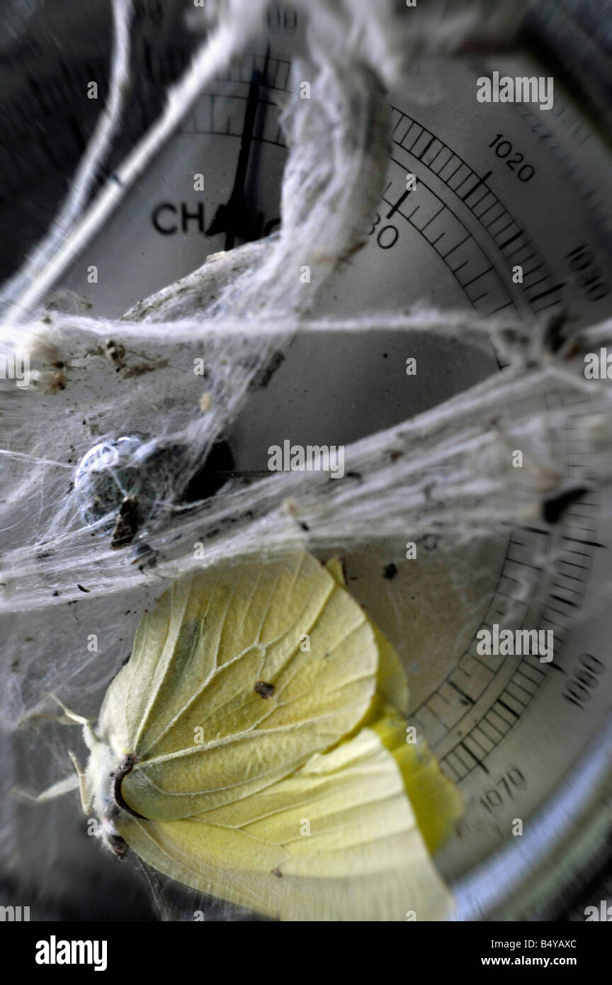 Papillon pris dans les araignées mortes couvrant web baromètre météo Banque D'Images