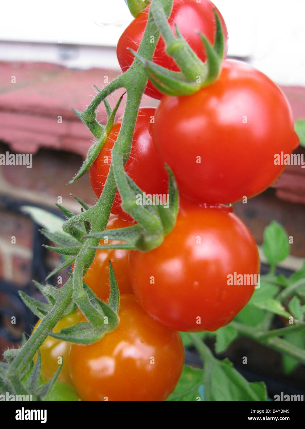 Les tomates biologiques dans des conteneurs sur le patio Banque D'Images
