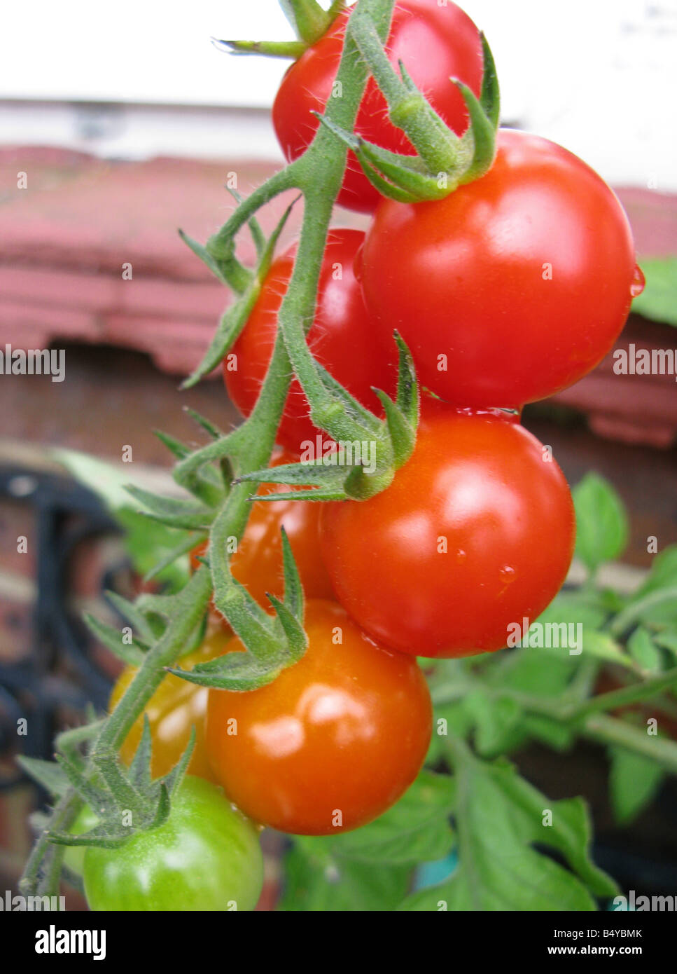 Les tomates biologiques dans des conteneurs sur le patio Banque D'Images