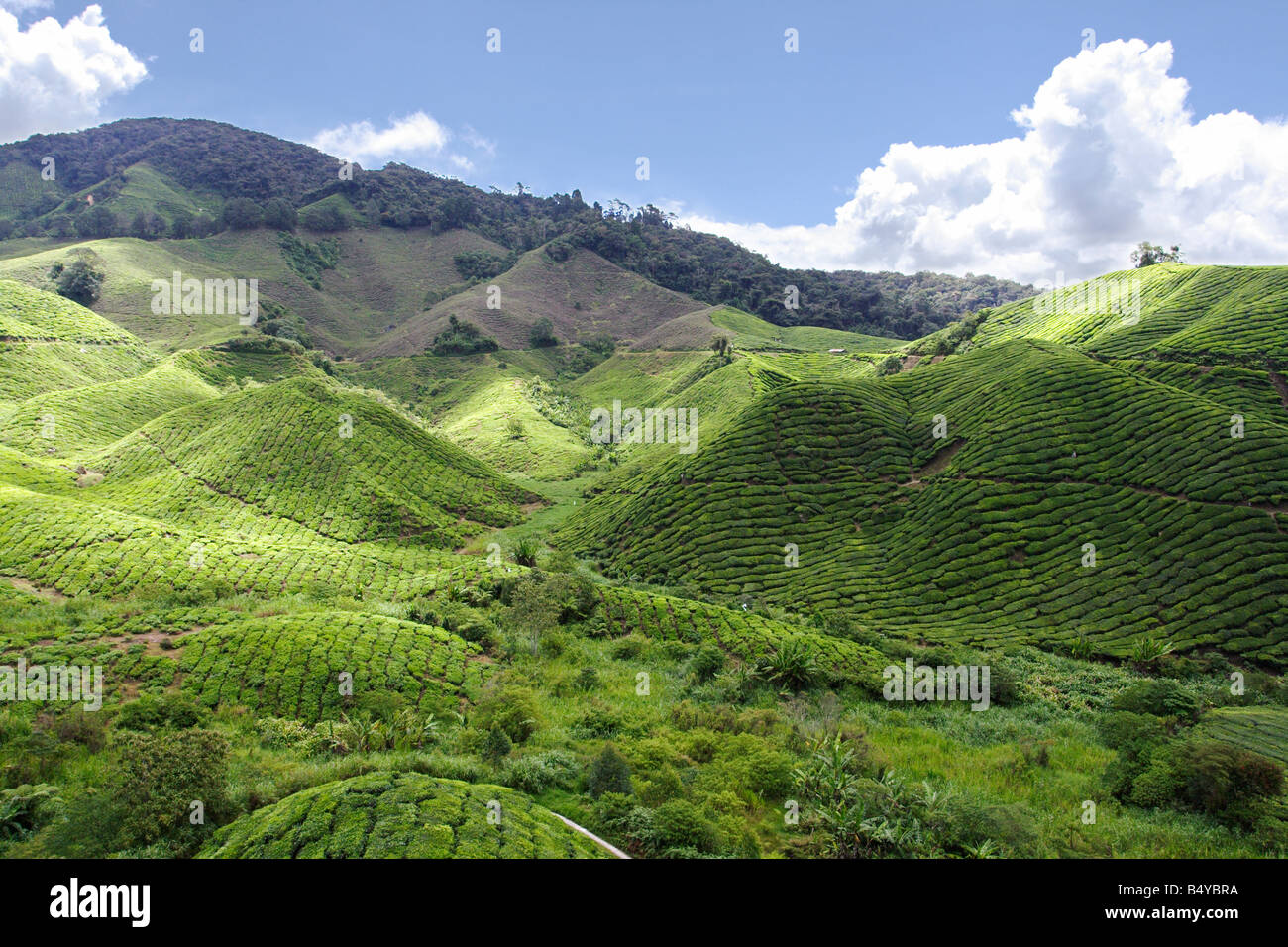 La plantation de thé sur le coteau de Cameron Highland en Malaisie, Banque D'Images