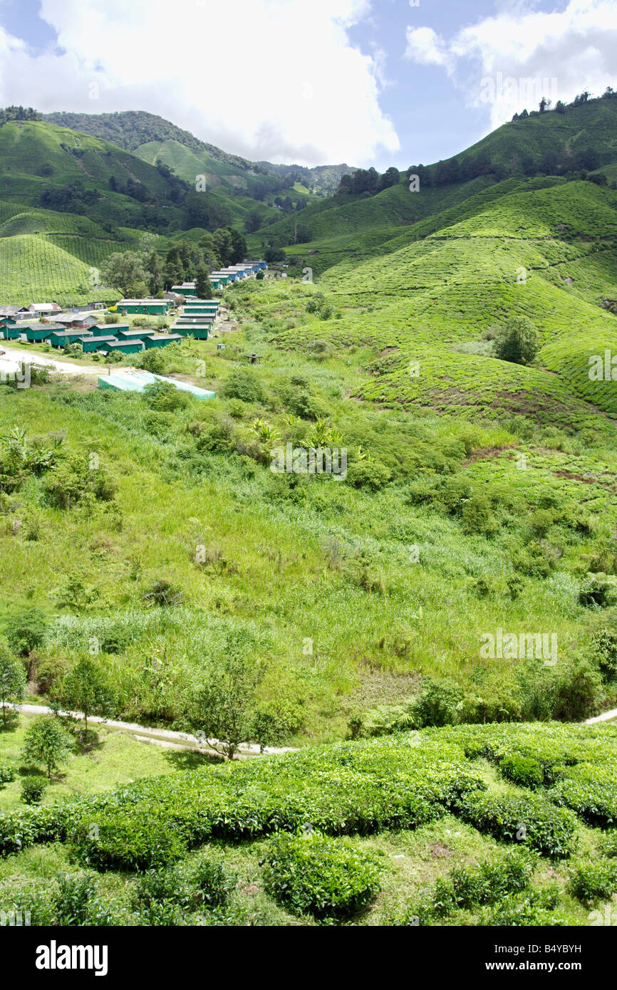 La plantation de thé sur le coteau de Cameron Highland en Malaisie. Banque D'Images