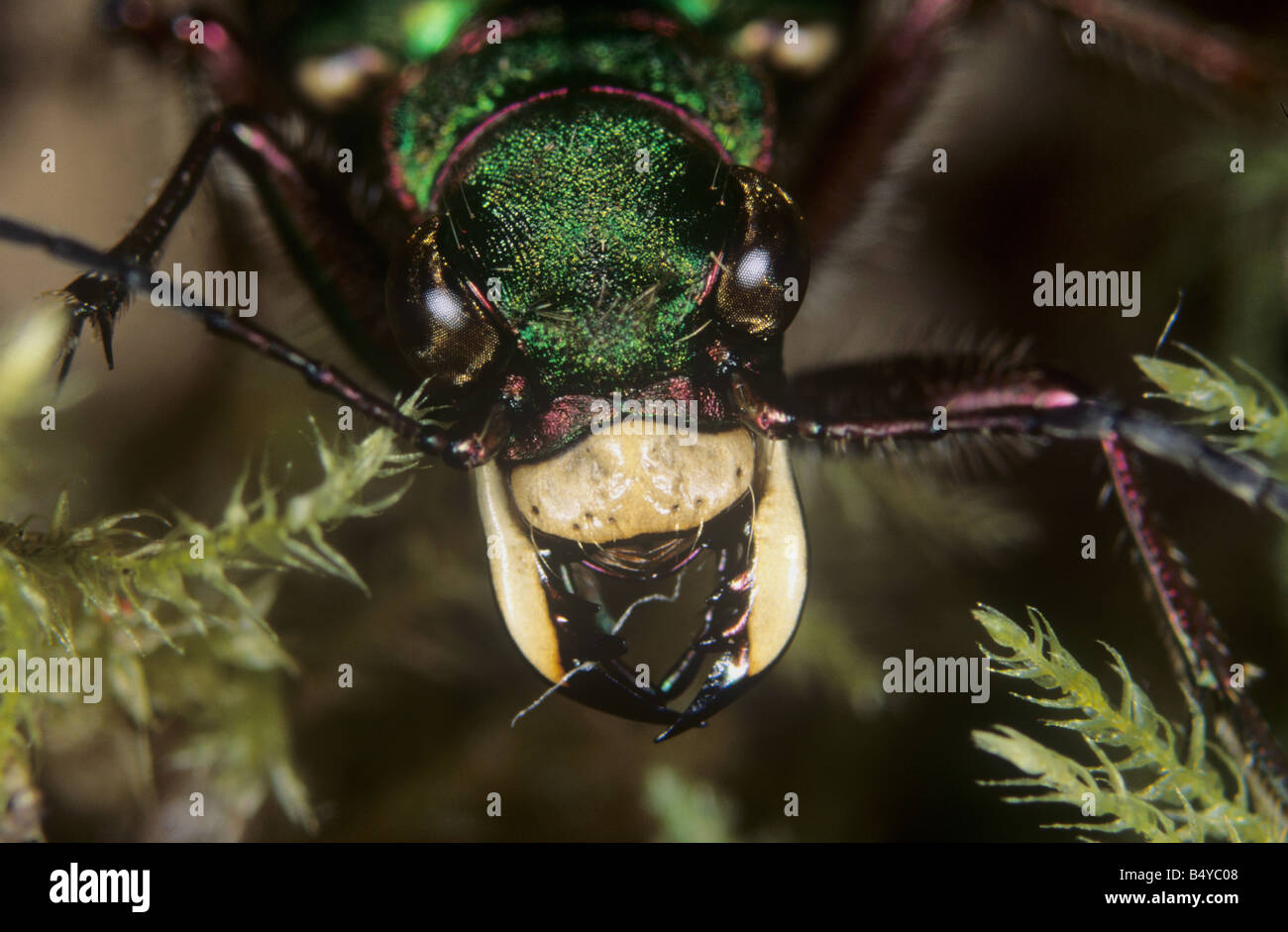 Green Cicindela campestris adulte tête et puissantes mandibules Banque D'Images