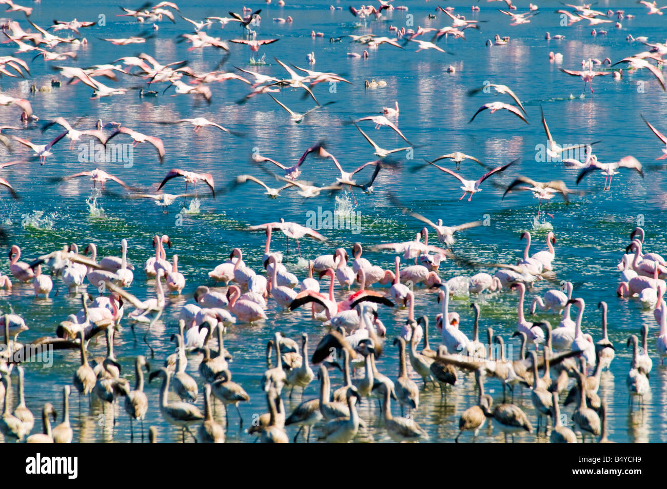 Les flamants, Kimberley, North Cape, Afrique du Sud Banque D'Images