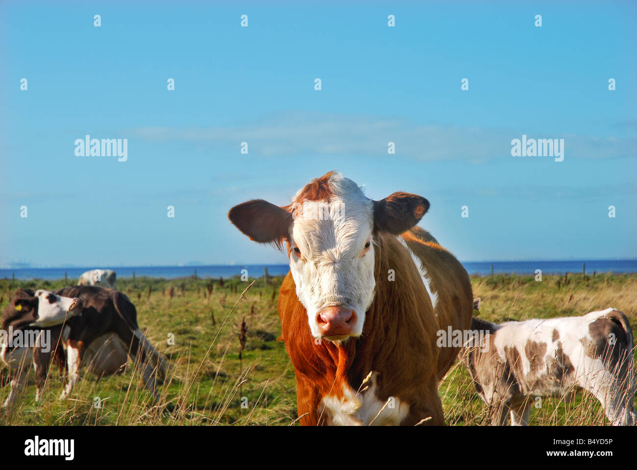 Les vaches sur la prairie Banque D'Images