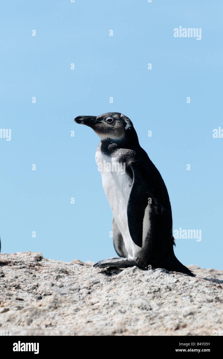 Manchot à Boulders Beach Simonstown Cape Town Afrique du Sud Banque D'Images