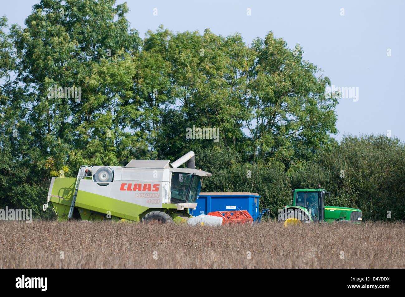 Moissonneuse-batteuse, le transfert d'haricots pour remorque tirée par le tracteur lors de la récolte Banque D'Images