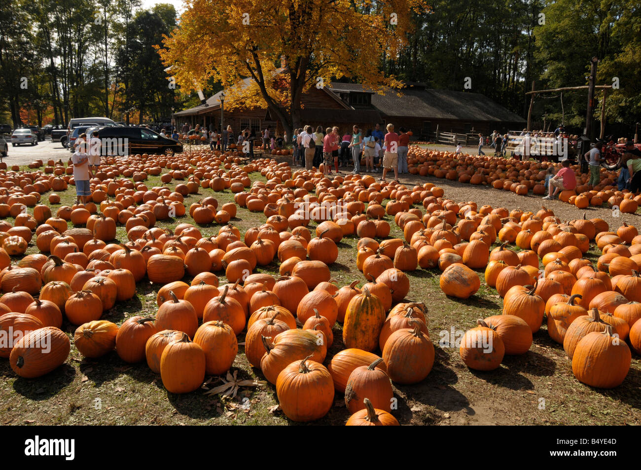 Halloween citrouille vendre au marché à la ferme, l'État de New York, USA. Banque D'Images