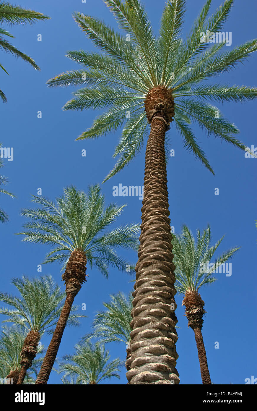 Palmiers Californie palmier s CA Fan Palm, Palm tree Californie natale palmiers Palmaceae Palmae Arecaceae Banque D'Images