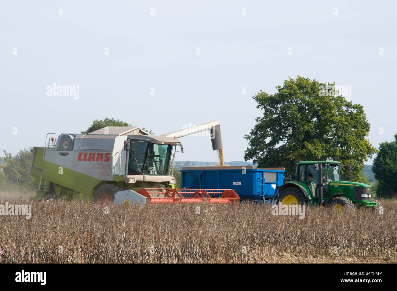 Moissonneuse-batteuse, le transfert d'haricots pour remorque tirée par le tracteur lors de la récolte Banque D'Images
