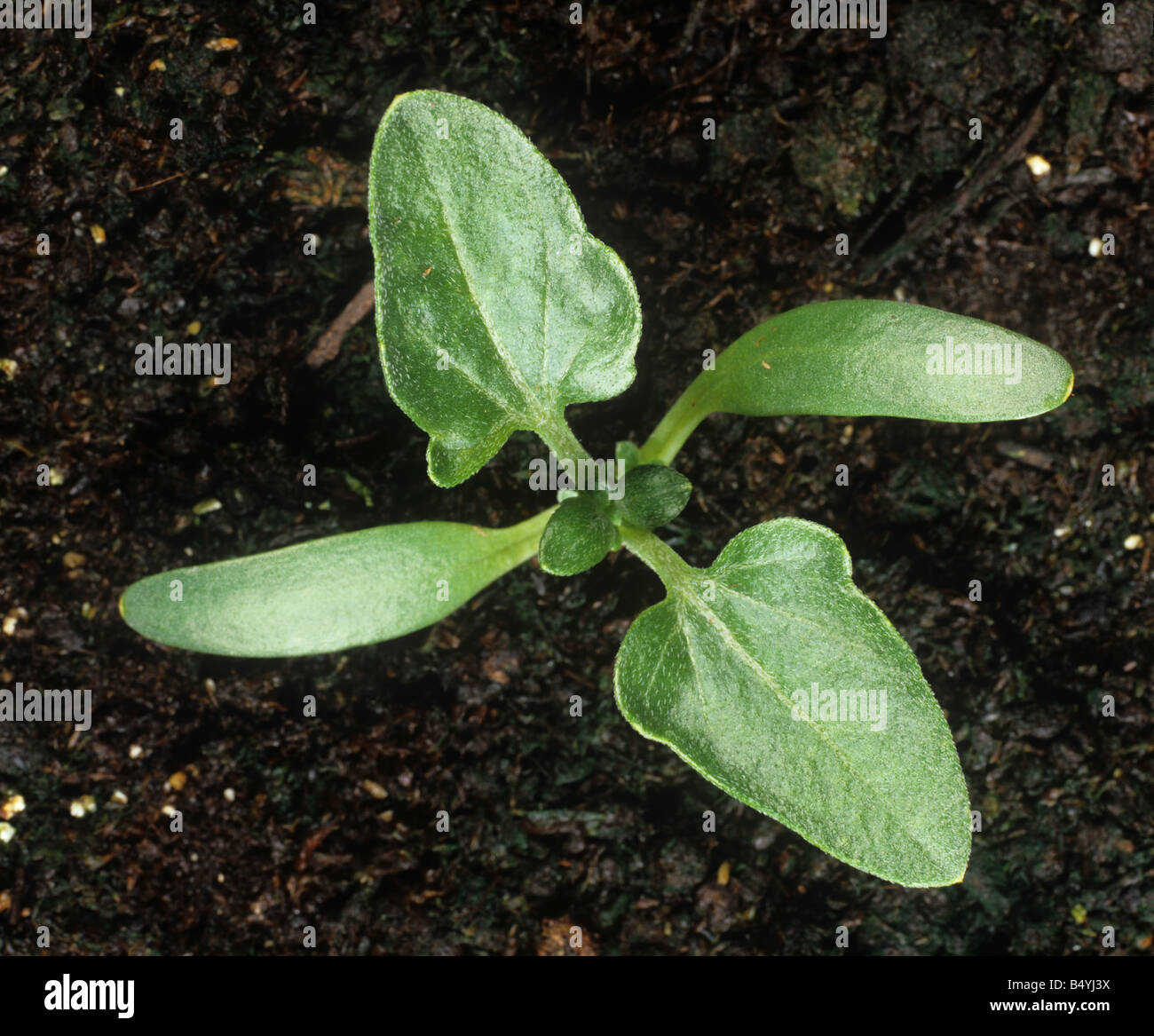 Lampourde épineuse Xanthium spinosum avec semis cotylédons et deux vraies feuilles Banque D'Images
