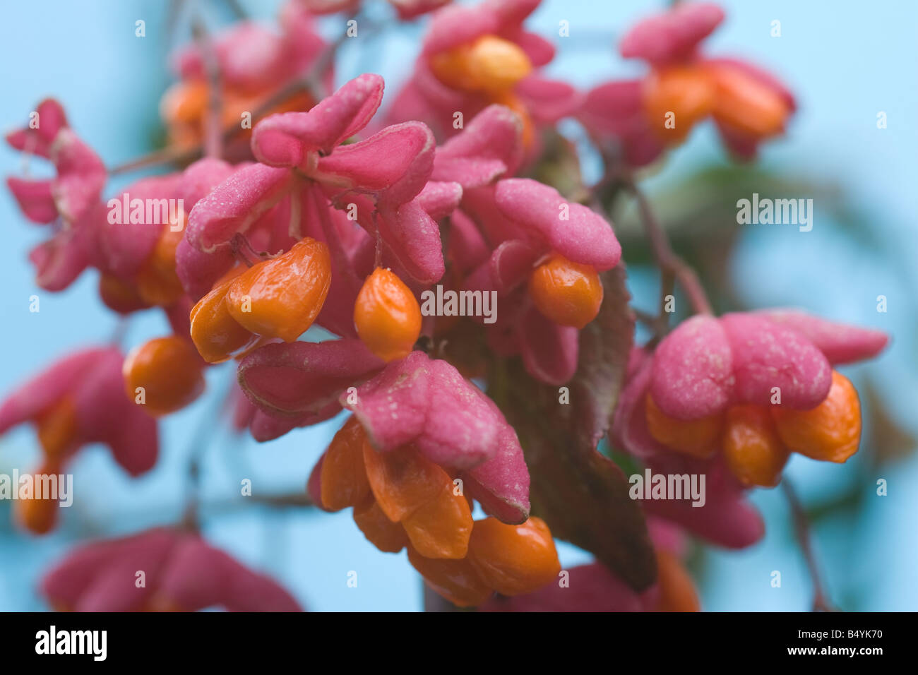 Fruticulose fruits arbuste Euonymus bush park Banque D'Images