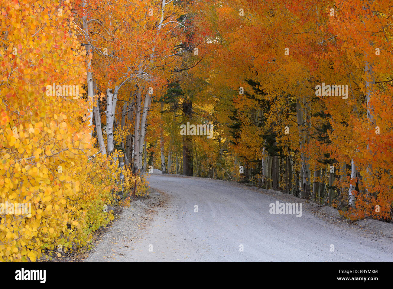 Un chemin de terre au cours de l'automne abondamment bordée de jaune brillant quaking trembles. Banque D'Images