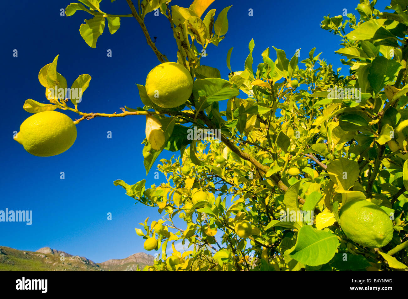Plantation de citron, Free State, Afrique du Sud Banque D'Images