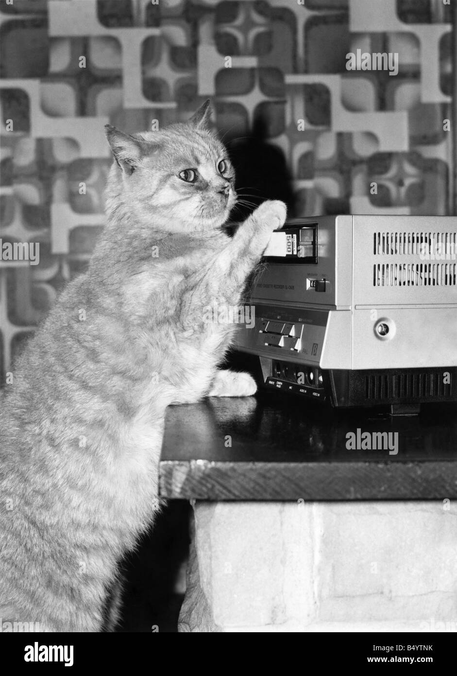 Animaux - Chats. Dans l'action ..TV star Tiddles à la régie vidéo. Juin 1982 P000616 Banque D'Images
