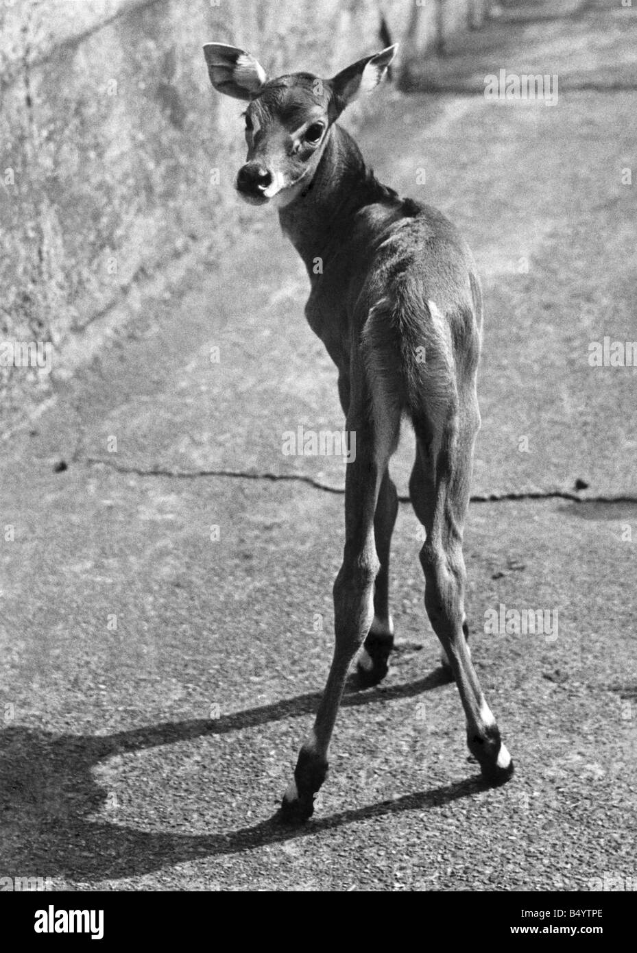 Je vous demande pardon ? Vous ne savez pas ce que je suis ? Eh bien, je suis une nylghaie - et dans le cas où vous ne savez pas ce que cela signifie, c'est juste un autre nom pour les antilopes indiennes. Qui plus est, je ne suis qu'une semaine, et j'habite au Zoo de Londres. Mon nom ? Les oreilles des papillons, mais je ne pense pas pourquoi - pouvez-vous ? Juillet 1950 P000445 Banque D'Images