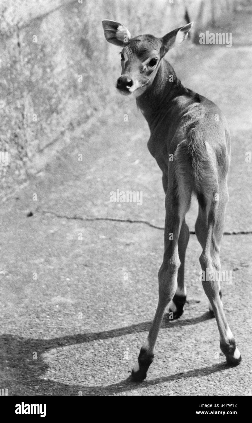 Un Nylghaie (antilope) indien a donné naissance à un veau mâle, baptisée oreilles papillon Il est maintenant 5 jours et a hérité Banque D'Images