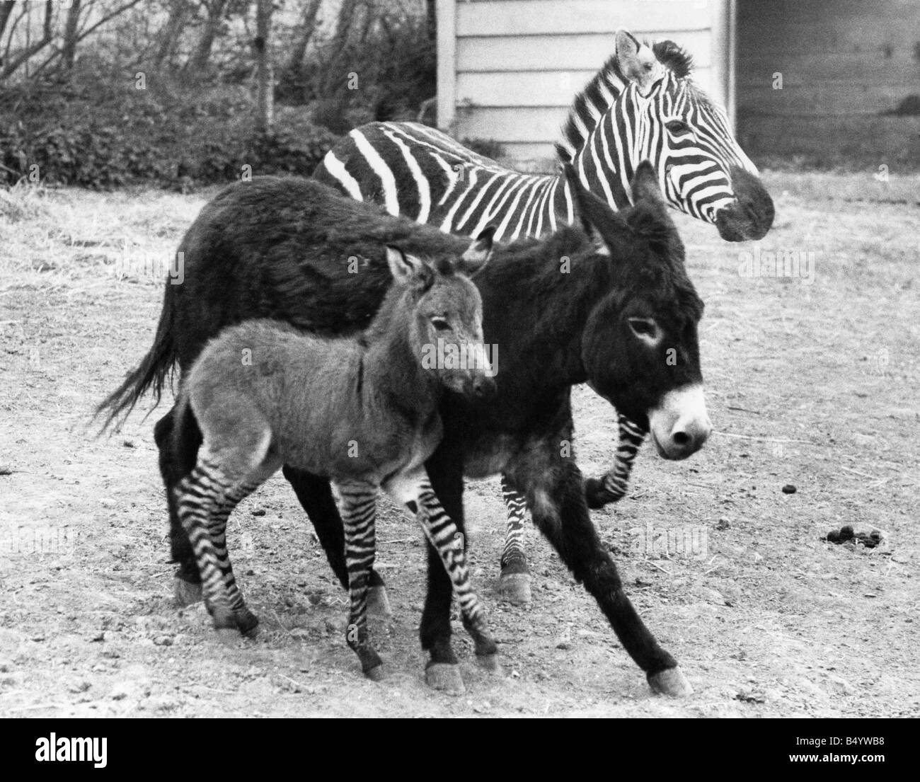 L'Zedonk et ses parents - une mère, père de l'âne un zèbre. Ils vivent au Zoo de Colchester où l'zedonk né en avril, 19 Banque D'Images