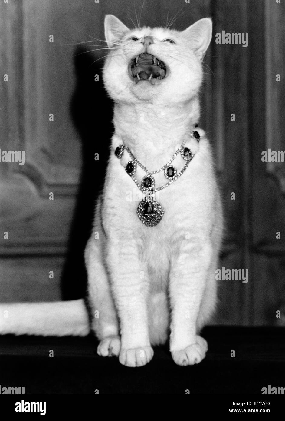 Animaux - Chats - Arthur. En célébrant l'Arthur style plat cat. Décembre 1988 P000429 Banque D'Images