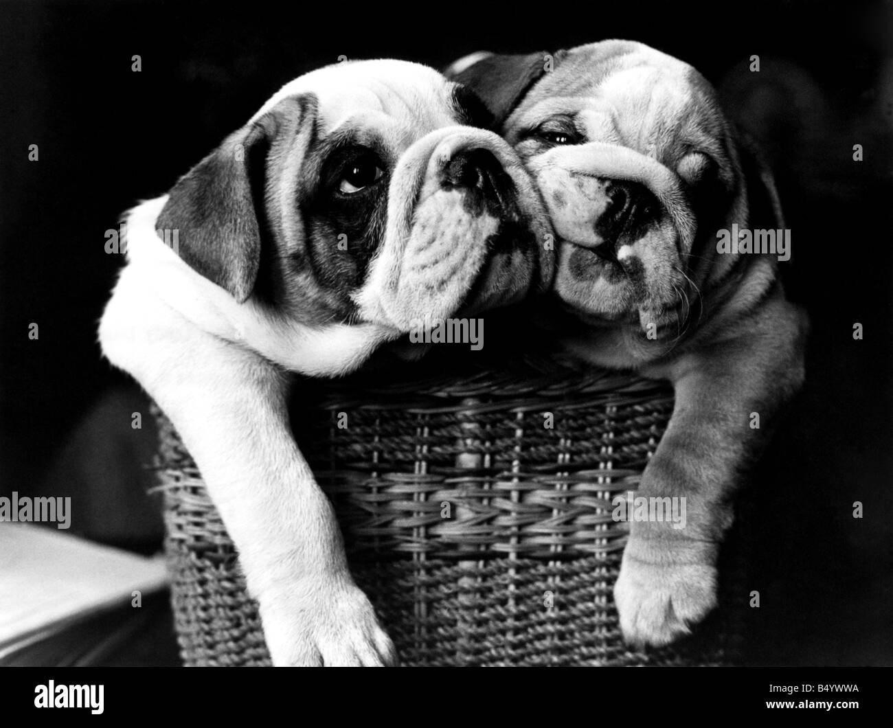 Animals-Dogs-Bulldog. Les deux Chiots bulldog appelé le Prince Charles et Lady Diana. Août 1981 P000578 Banque D'Images