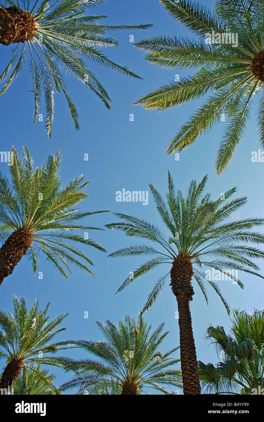 Palmiers Californie palmier s CA Fan Palm, Palm tree Californie natale