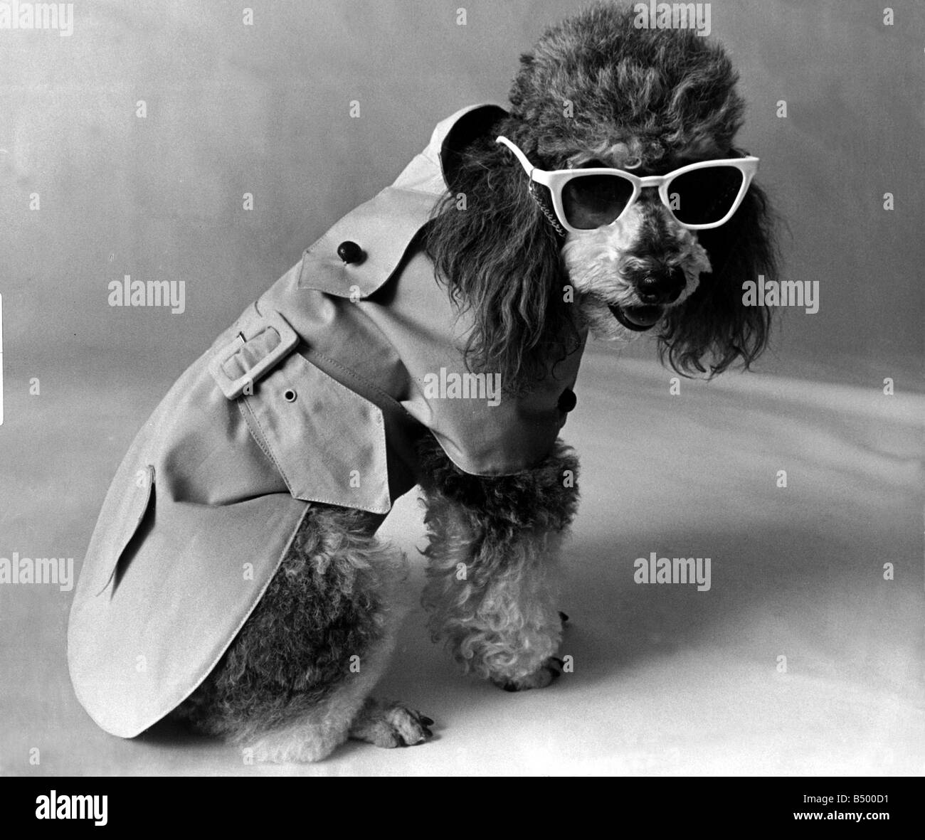 Dog Fashion Saks department store NY Meilleure vente trench coat 7 Juin 1971 Banque D'Images