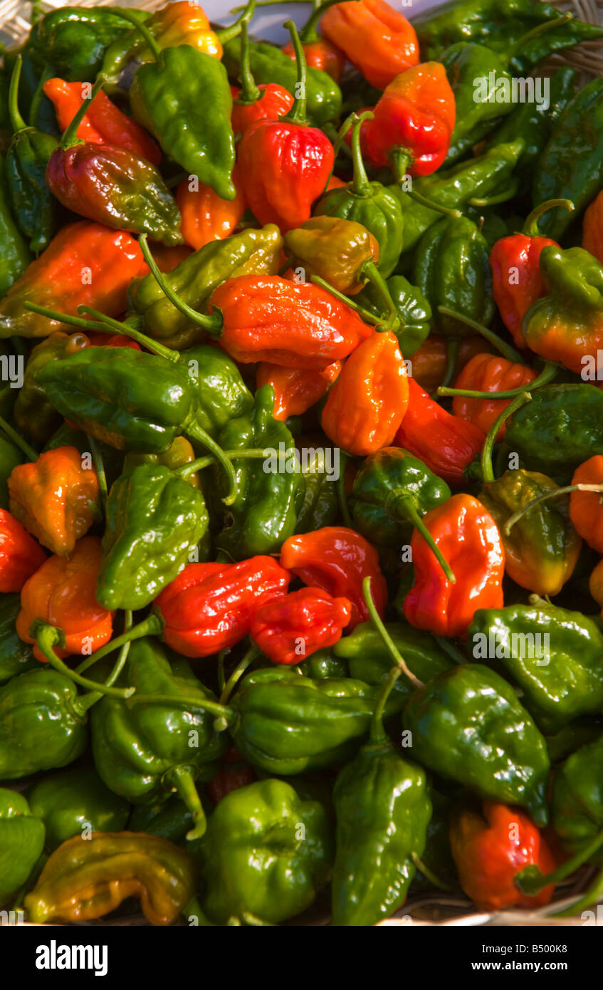 NAGA Dorset les mondes hottest chilli en vente à Abergavenny Food Festival Banque D'Images