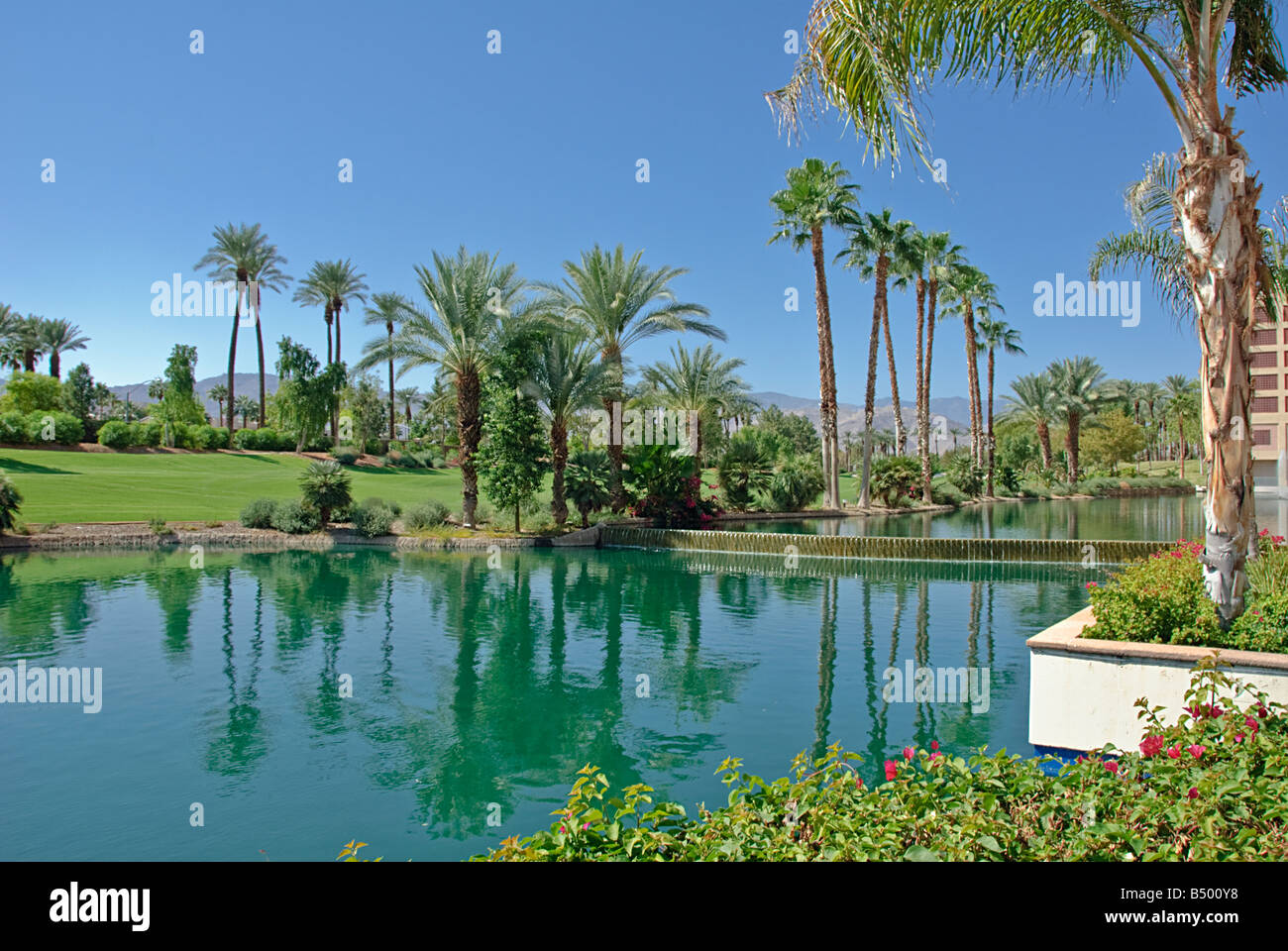 Palmiers Californie palmier s CA Fan Palm, Palm tree Californie natale palmiers Palmaceae Palmae Arecaceae Banque D'Images Palmiers Californie palmier s CA Fan Palm, Palm tree Californie natale palmiers Palmaceae Palmae Arecaceae Banque D'Images
