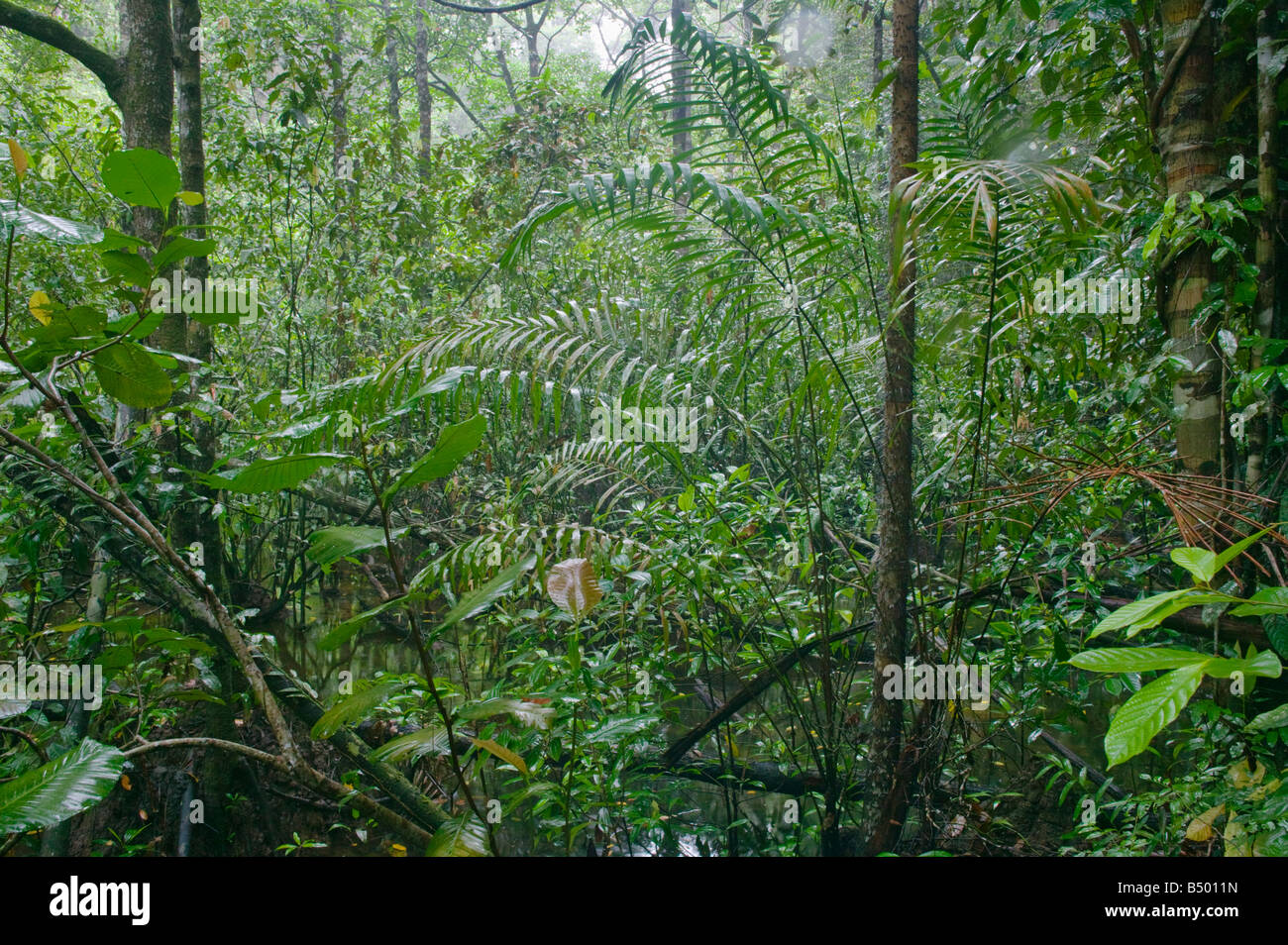 Dans les denses forêts tropicales du Parc National Similajau nr Bintulu Sarawak Malaisie Banque D'Images