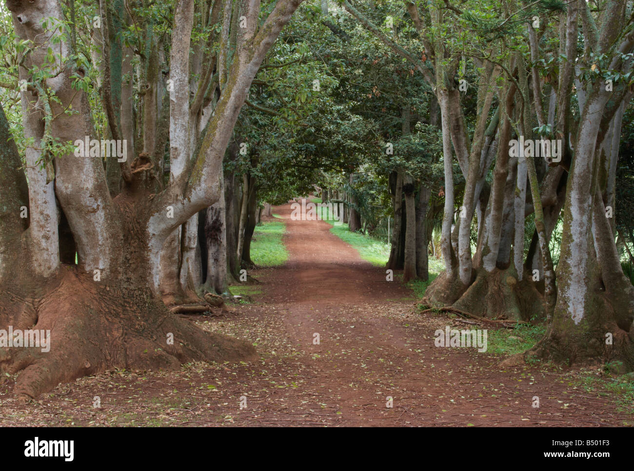 Lane bordée d'arbres ombu (ombu Phytolacca dioica) dans la région de Finca Osorio près de Teror sur Gran Canaria Banque D'Images