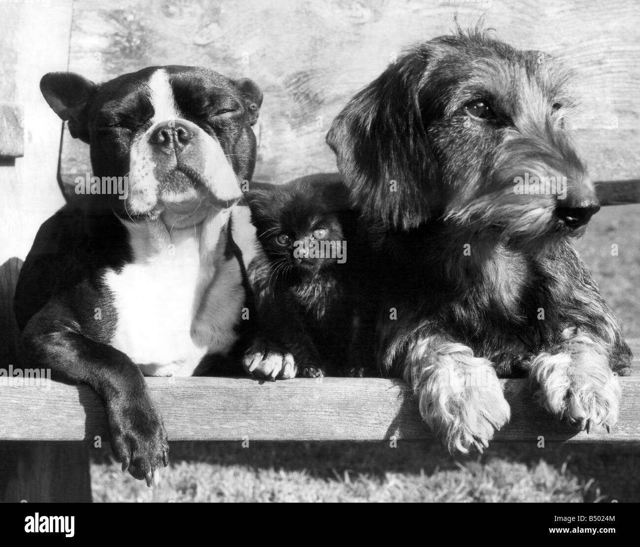 Animaux Chien. Twiggy (maintenant 6 semaines) et ses deux Animaux Chien. Twiggy (maintenant 6 semaines) et ses deux