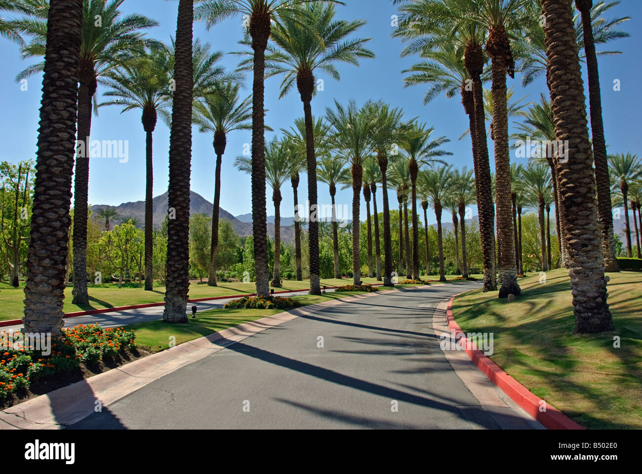 Palmiers Californie palmier s CA Fan Palm, Palm tree Californie natale palmiers Palmaceae Palmae Arecaceae Banque D'Images Palmiers Californie palmier s CA Fan Palm, Palm tree Californie natale palmiers Palmaceae Palmae Arecaceae Banque D'Images