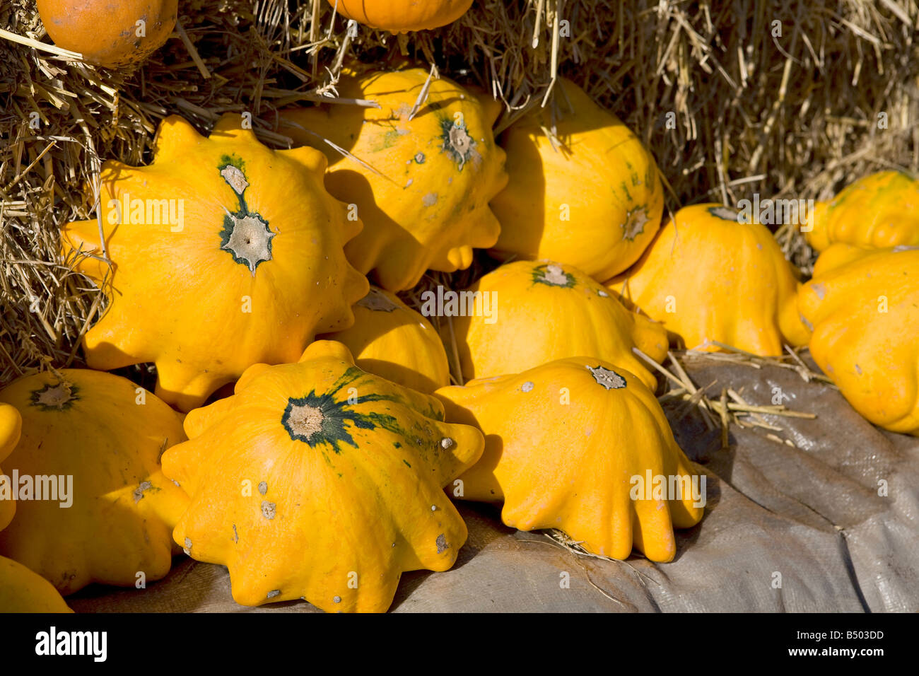 Affichage de soucoupe volante Pumpkins Banque D'Images