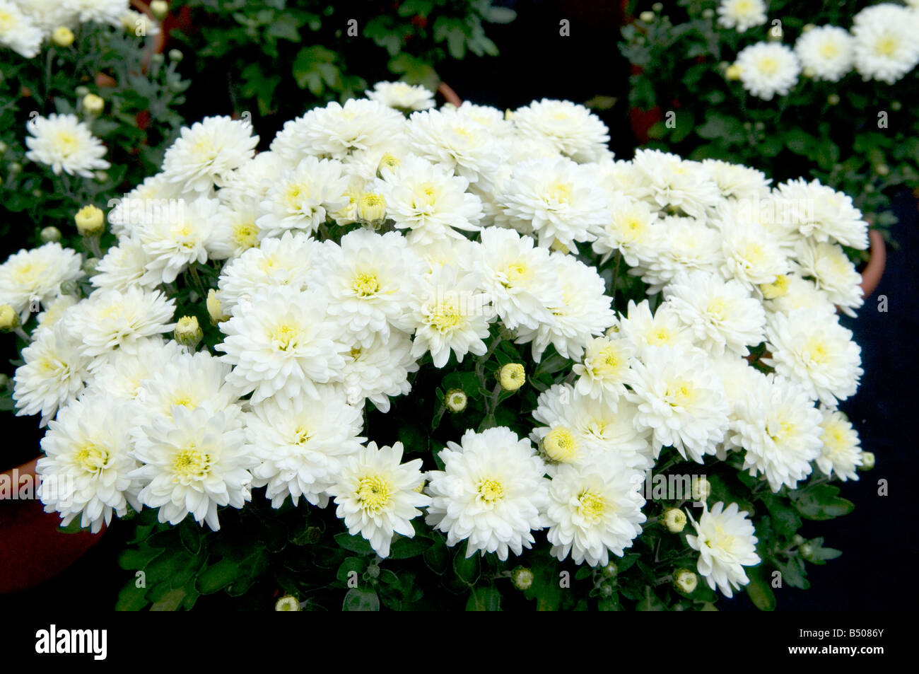 Chrysanthème composées/Asteraceae Banque D'Images