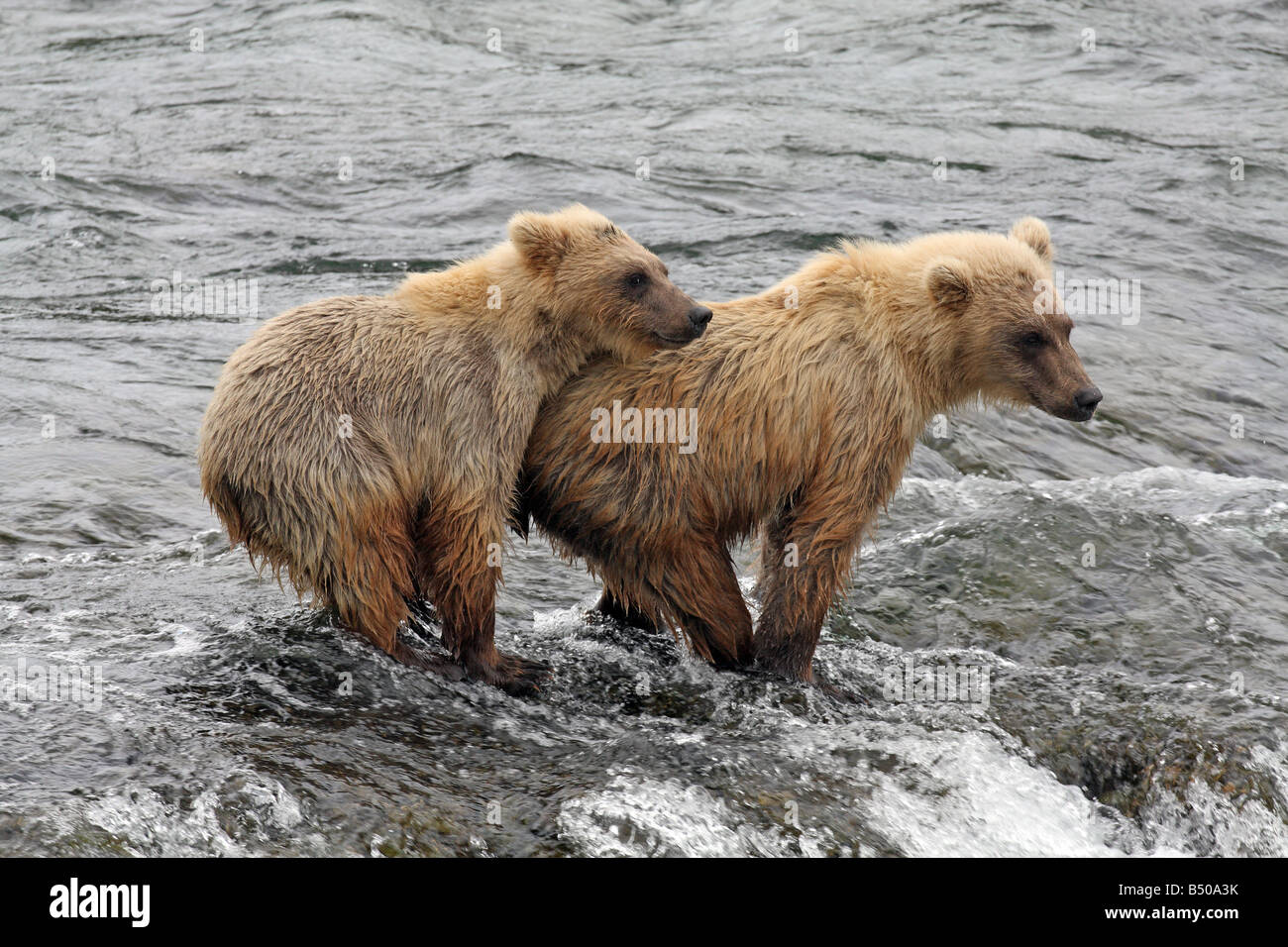 2 oursons Grizzlis pêchant dans la rivière Brooks # 2, Katmai National Park, Alaska Banque D'Images