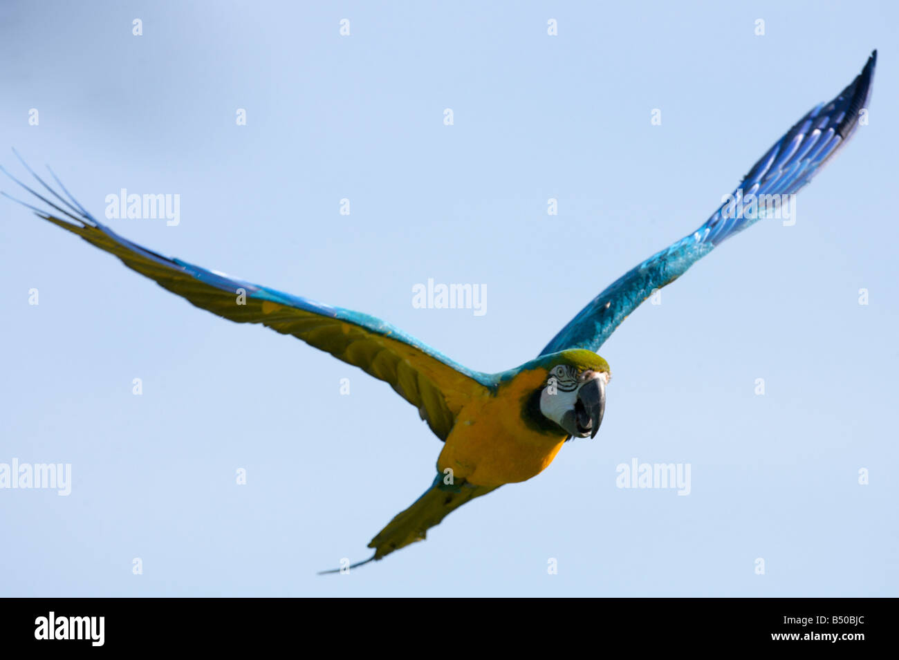 Macaw Banque D'Images