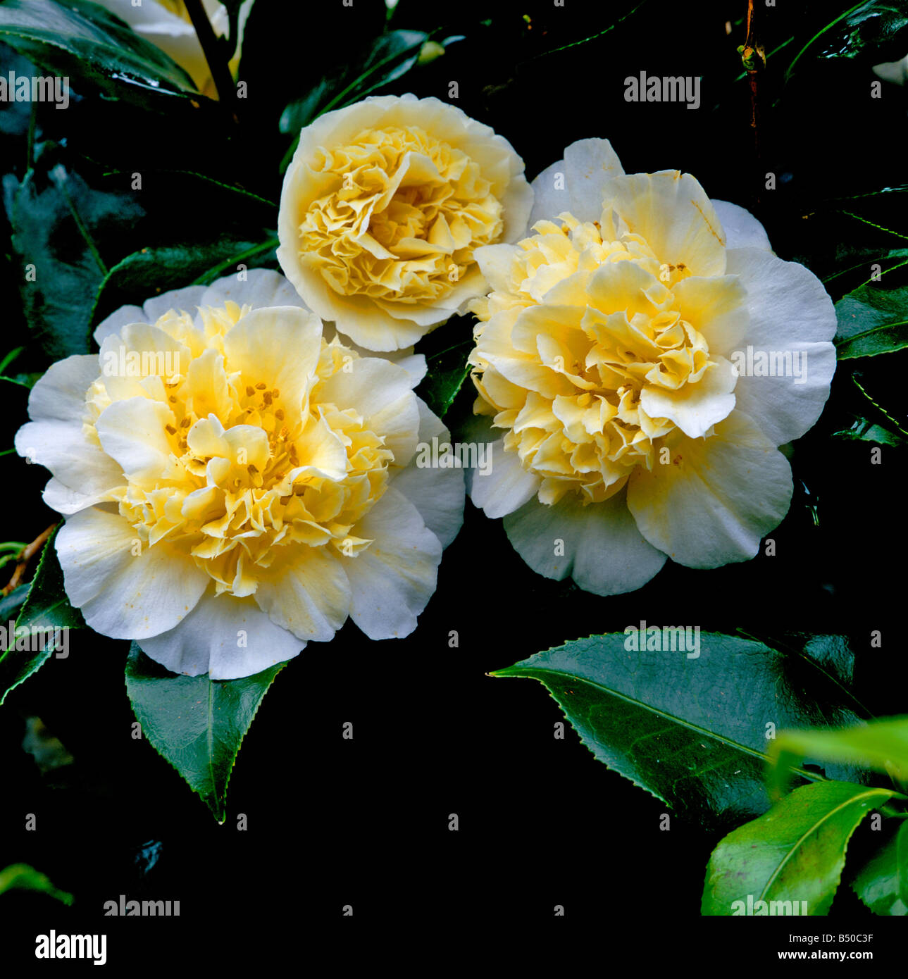 Camellia x williamsii 'Jury's Yellow' Banque D'Images