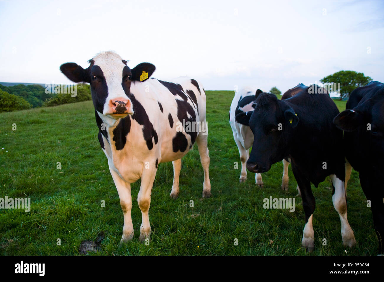 Les vaches de race frisonne dans le Lancashire. Banque D'Images