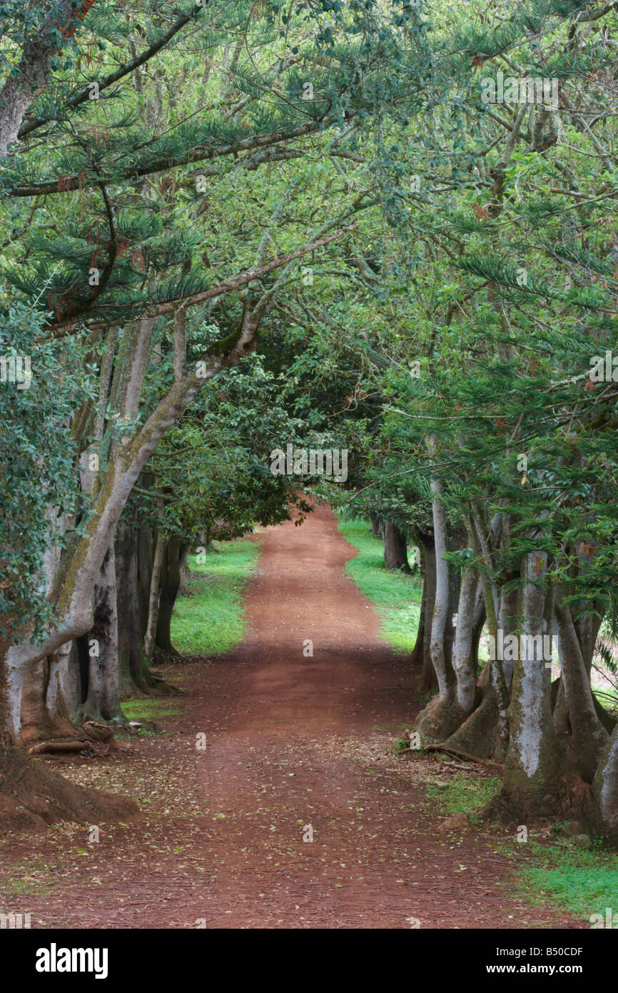 Lane bordée d'arbres ombu (ombu Phytolacca dioica) dans la région de Finca Osorio près de Teror sur Gran Canaria Banque D'Images