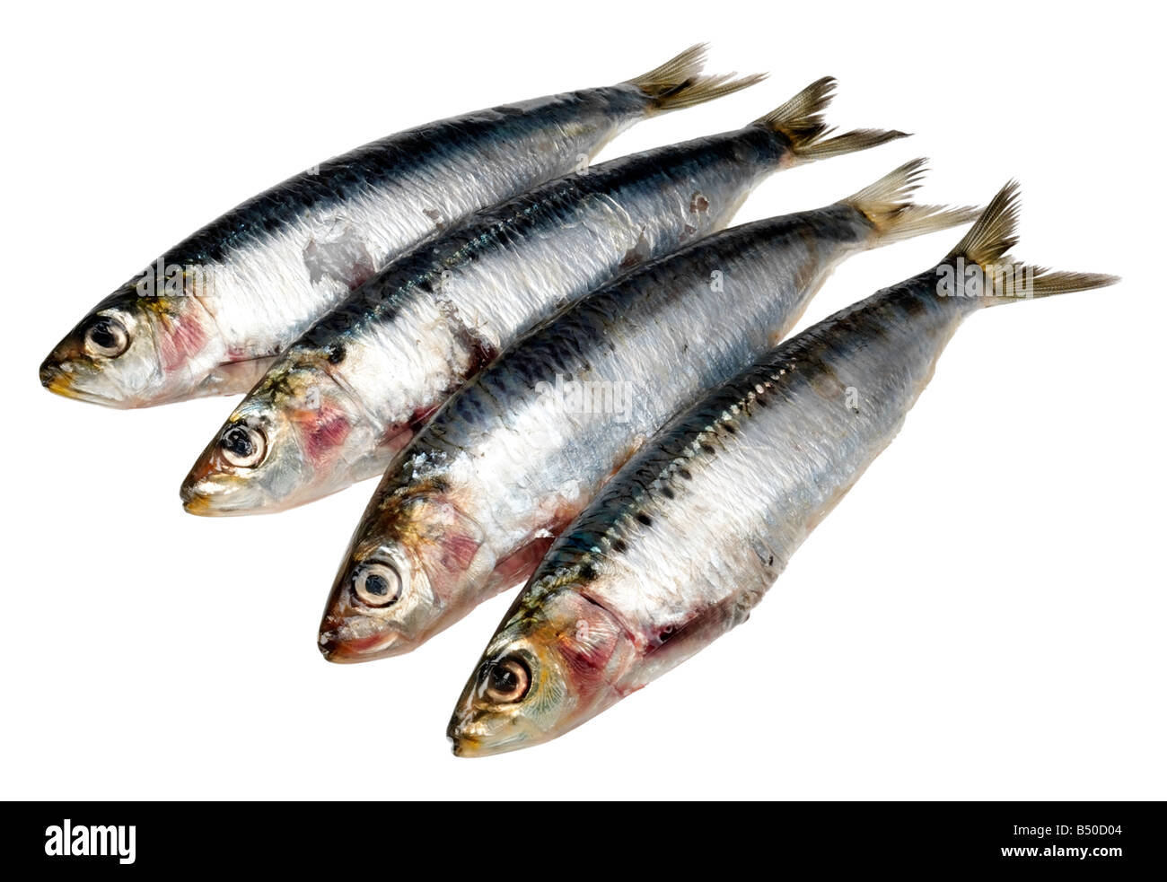 Quatre SARDINES CUT OUT Banque D'Images