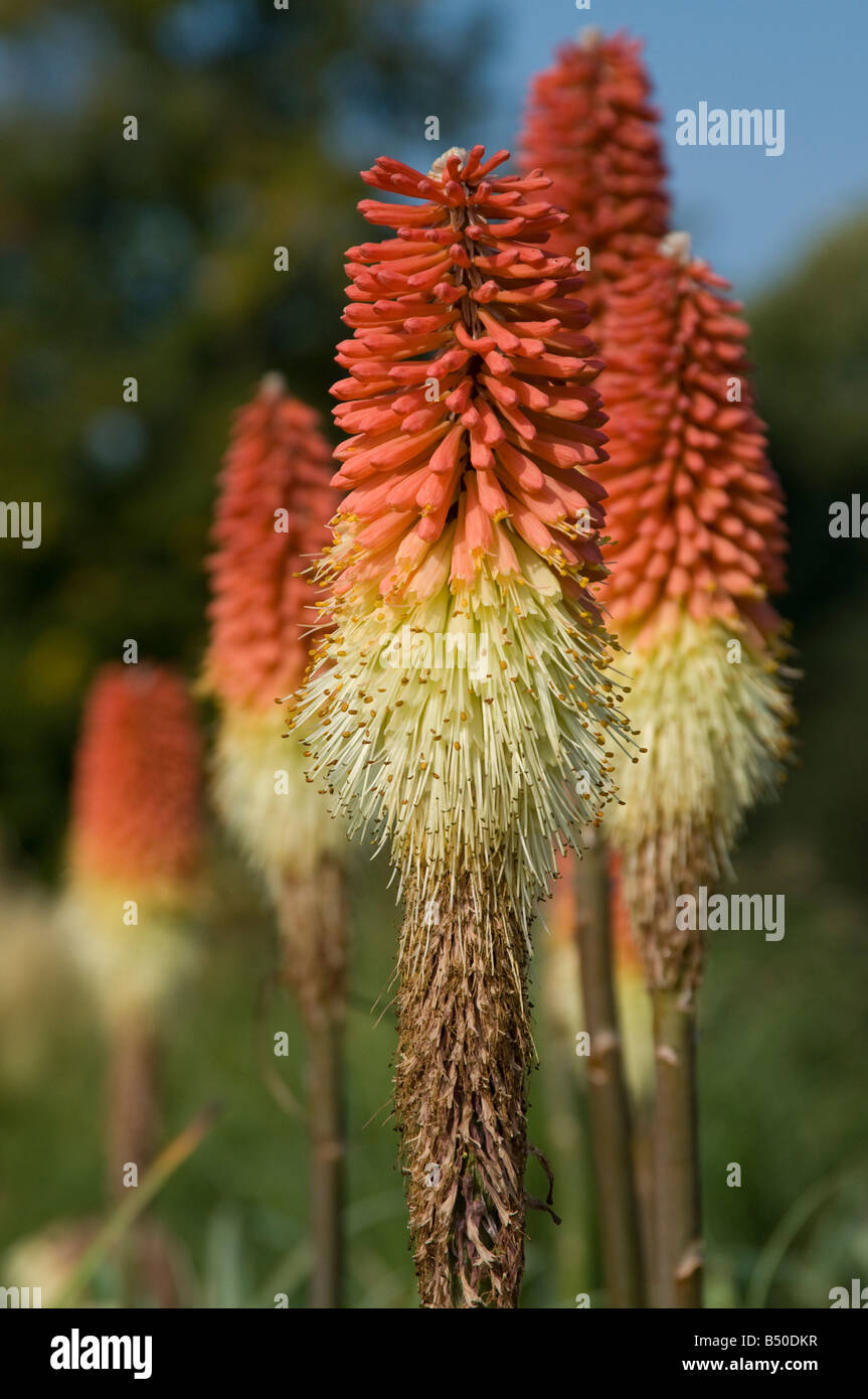 Red Hot poker caulescens Knipnofia Banque D'Images