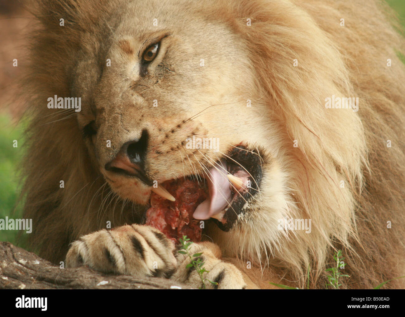 Un Lion mangeant Banque D'Images